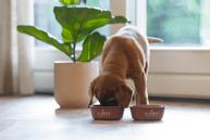 Yummi Valpeskål - Terra (51-653984-15000662945)