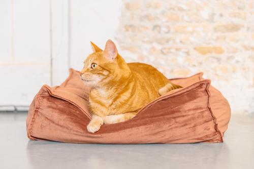 Designed by Lotte Velveti Katteseng,  Rosa - 50cm (51-704847)