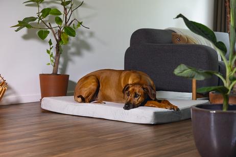 Zira Memory Foam Hundemadrass - Lys Grå (51-707605-1500019362)
