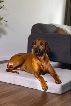 Zira Memory Foam Hundemadrass - Lys Grå (51-707605-1500019362)