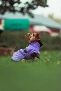 Paikka Visibility Varmedekken - Lilla (120-1047006)