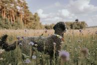 Orbiloc Dog Dual Sikkerhetslys - Gull (112-O212)