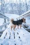 Non-stop Wool Dog Jacket - Grønn (44-3109-15000625558)
