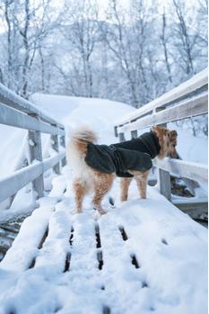 Non-stop Wool Dog Jacket - Grønn (44-3119)