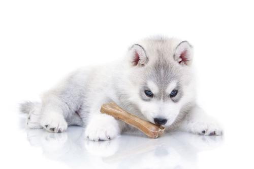 Nettdyret Godbitpakke (Godbitpakke)