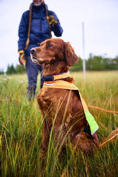 Non-stop Protector Halsbånd - Orange (44-14171)