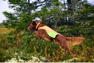 Non-stop Protector Halsbånd - Orange (44-14171)