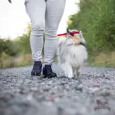 Doggie-Zen Minidummy (33-7180-15000644959)