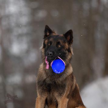 Doggie-Zen Sure Grip Orbee-Tuff Planet Ball Hundeleke - L (33-7415)