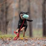Doggie-Zen Doggie-Zen Korthåret Elastisk Belønningsleke i Fuskepels - S (33-7041)