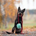 Doggie-Zen Doggie-Zen Korthåret Elastisk Belønningsleke i Fuskepels - S (33-7041)