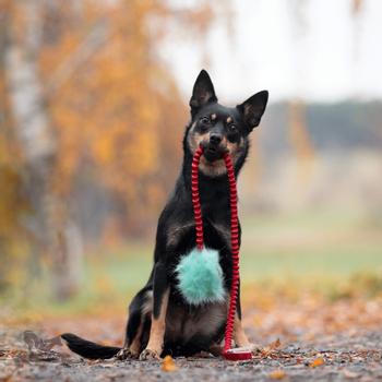 Doggie-Zen Doggie-Zen Korthåret Elastisk Belønningsleke i Fuskepels - S (33-7041)