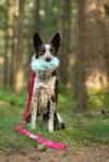 Doggie-Zen Doggie-Zen Korthåret Elastisk Belønningsleke i Fuskepels - M (33-7045)