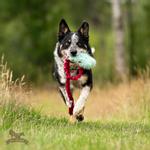 Doggie-Zen Doggie-Zen Korthåret Elastisk Belønningsleke i Fuskepels - M (33-7045)