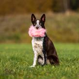 Doggie-Zen Langhåret Elastisk Belønningsleke i Fuskepels - L (33-7050)
