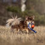 Doggie-Zen Doggie-Zen Elastisk Chuckit Hundeleke - S (33-7136)