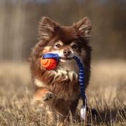 Doggie-Zen Doggie-Zen Elastisk Chuckit Hundeleke - S