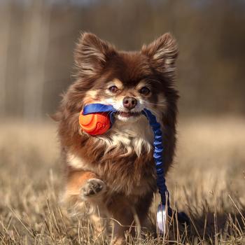 Doggie-Zen Doggie-Zen Elastisk Chuckit Hundeleke - S (33-7136)