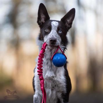  Doggie-Zen Elastisk Chuckit Crunch Hundeleke - 45cm