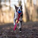 Doggie-Zen Doggie-Zen Elastisk Chuckit Crunch Hundeleke - 45cm (33-7361)