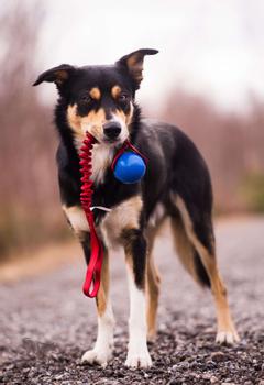 Doggie-Zen Doggie-Zen Elastisk Chuckit Crunch Hundeleke - 45cm (33-7361)