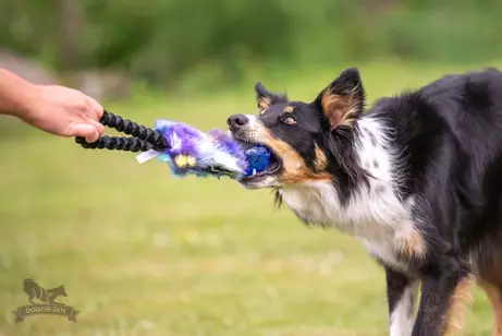 Doggie-Zen Elastisk Hundeleke med KONG Squeezz Ball - 33cm (33-7208)