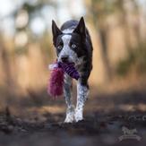 Doggie-Zen Elastisk Hundeleke med Fuskepels - 30cm (33-7166)