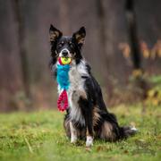 Doggie-Zen Doggie-Zen Elastisk Hundeleke med Fuskepels og KONG Air Ball - 32cm