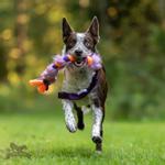 Doggie-Zen Doggie-Zen Elastisk Fleece og Fuskepels Hundeleke - 70cm (33-7421)