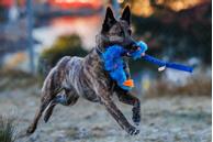 Doggie-Zen Elastisk Fleece og Fuskepels Hundeleke - 70cm (33-7421)