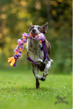 Doggie-Zen Elastisk Fleece og Fuskepels Hundeleke - 70cm (33-7421)