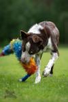 Doggie-Zen Doggie-Zen Bonanza Elastisk Hundeleke med Fuskepels - L (33-7700)