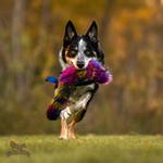 Doggie-Zen Doggie-Zen Bonanza Elastisk Hundeleke med Fuskepels - L (33-7700)
