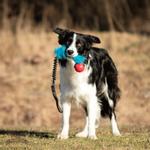 Doggie-Zen Doggie-Zen Elastisk Hundeleke med Fuskepels og KONG Ball - S (33-7355)