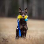 Doggie-Zen Doggie-Zen Elastisk Hundeleke med Fuskepels og KONG Ball - M/L (33-7356)