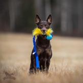 Doggie-Zen Elastisk Hundeleke med Fuskepels og KONG Ball - M/L (33-7356)