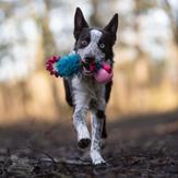 Doggie-Zen Elastisk Hundeleke med Fuskepels og KONG Ball - M/L (33-7356)