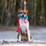 Doggie-Zen Doggie-Zen Elastisk Hundeleke med Fuskepels og KONG Ball - M/L (33-7356)