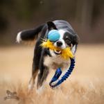 Doggie-Zen Doggie-Zen Elastisk Hundeleke med Fuskepels og KONG Ball - M/L (33-7356)