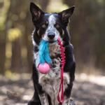 Doggie-Zen Doggie-Zen Elastisk Hundeleke med Fuskepels og KONG Ball - M/L (33-7356)