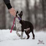 Doggie-Zen Doggie-Zen Elastisk Hundeleke med KONG Senior - S (33-7342)