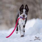 Doggie-Zen Doggie-Zen Elastisk Hundeleke med KONG Senior - S (33-7342)
