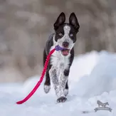 Doggie-Zen Elastisk Hundeleke med KONG Senior - S (33-7342)