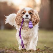 Doggie-Zen Doggie-Zen Elastisk Hundeleke med KONG Senior - S