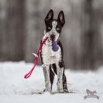 Doggie-Zen Doggie-Zen Elastisk Hundeleke med KONG Senior - S (33-7342)