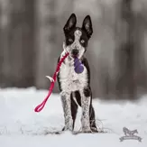 Doggie-Zen Elastisk Hundeleke med KONG Senior - S (33-7342)