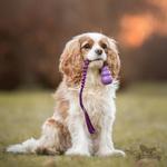 Doggie-Zen Doggie-Zen Elastisk Hundeleke med KONG Senior - S (33-7342)