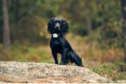 Lildog LilDog GPS 2.0 (LilD20)