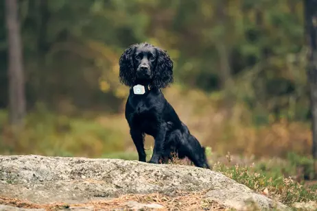 LilDog GPS 2.0 (LilD20)