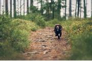 Lildog LilDog GPS 2.0 (LilD20)